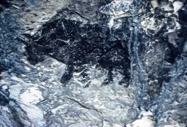 Buffalo Emergence: Figure 1